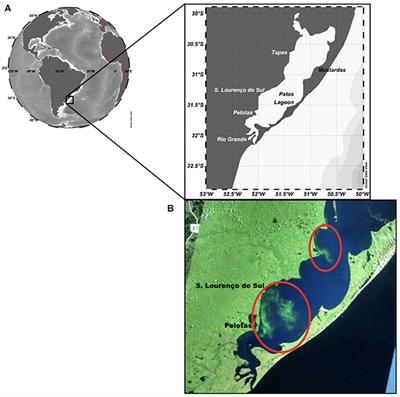 Environmental Variability and Cyanobacterial Blooms in a Subtropical Coastal Lagoon: Searching for a Sign of Climate Change Effects